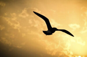 крылья, чтобы летать статья Татьяны Вариченко